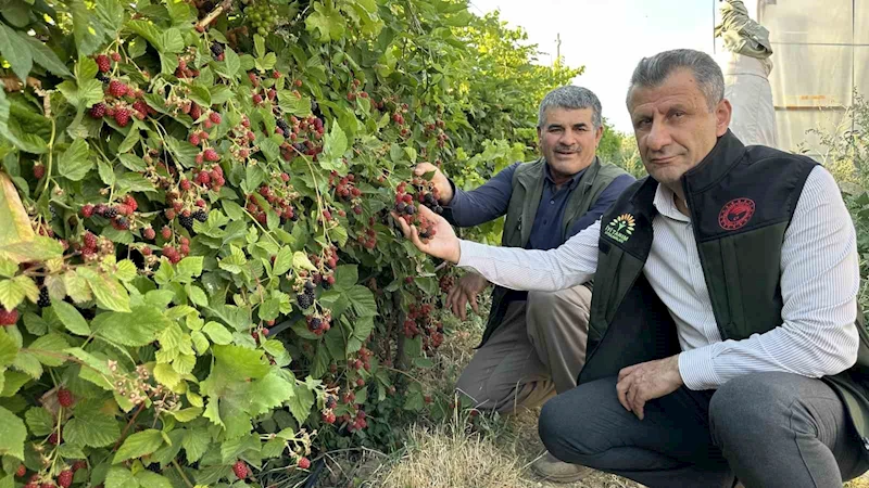 Yüksekova’da böğürtlen bereketi
