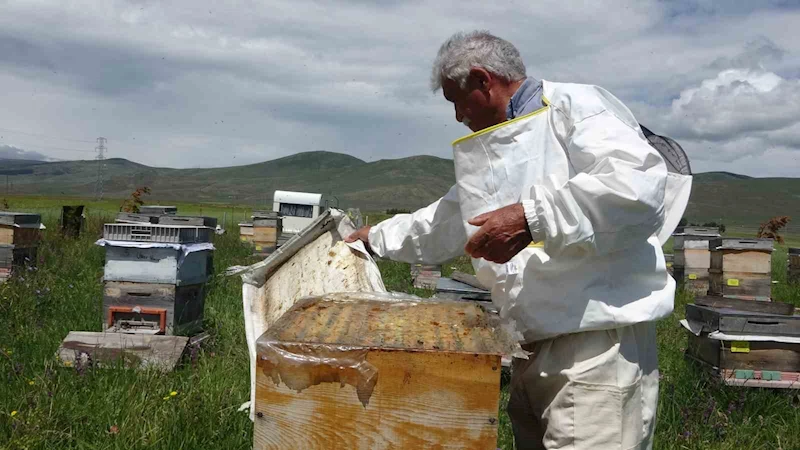 Ardahan’da coğrafi işaretli bal hasadı başladı; 450 ton bal üretimi bekleniyor
