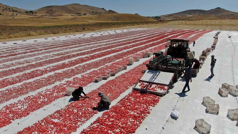 Dünya sofralarını Elazığ süslüyor: Tonlarca domates ihraç ediliyor

