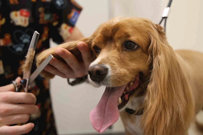 Tüy ve tırnak bakımında bölgenin en şirin merkezi: Bu kuaförde sadece köpekler tıraş oluyor
