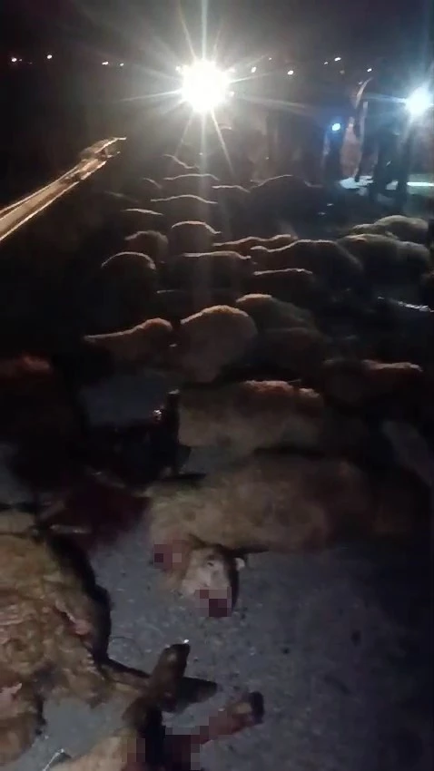 Ağrı-Diyadin yolunda kaza: 70 koyun telef oldu
