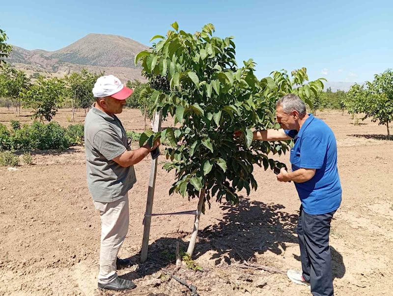 Erzincan’da ceviz yetiştiriciliği artıyor
