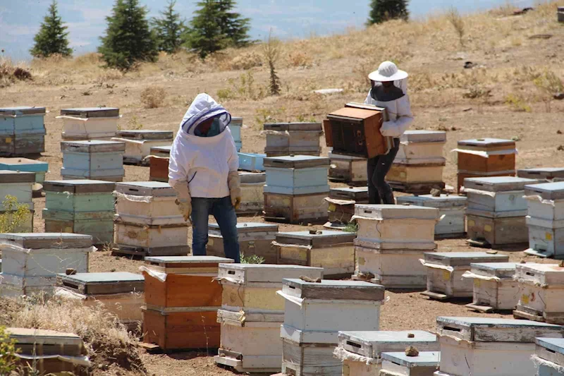 Erzincanlı arıcıların “tatlı” hasat telaşı başladı
