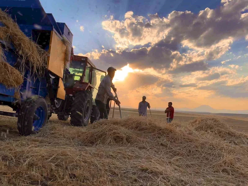 Ağrı’da çiftçiler sıcak havada hasada devam ediyor
