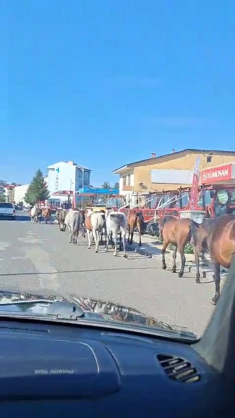 Ardahan’da başıboş atlar sokak ortasında geziyor
