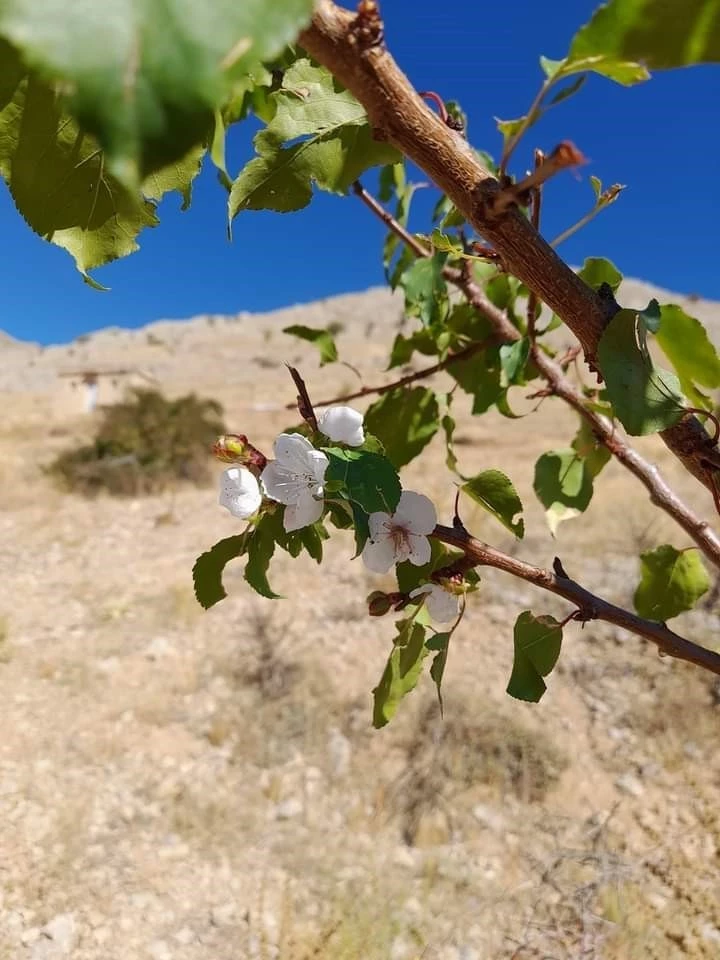 Elazığ’da kayısı ağaçları çiçek açtı
