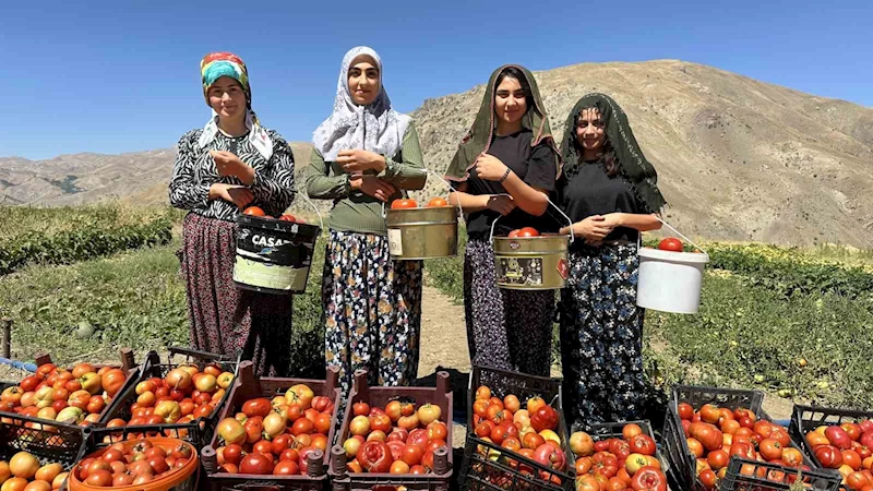 Yüksekova’da kadınların eliyle domates hasadına başlandı
