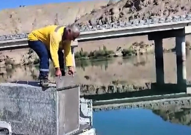 Balıklara zarar veren su samuru önce yakalandı sonra doğaya salındı
