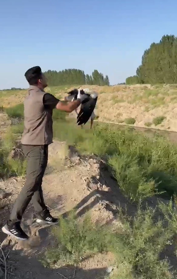 Iğdır’da bitkin halde bulunan leylek doğaya bırakıldı
