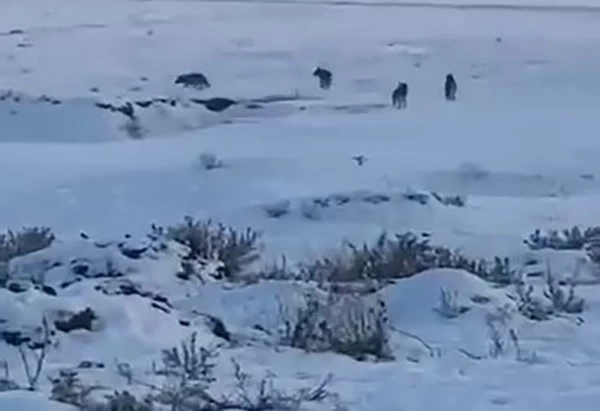 Kars’ta kurt sürüsü böyle görüntülendi
