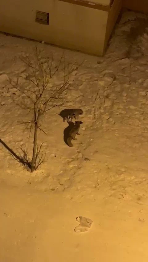 Tilkilerin bahçedeki kar eğlencesi görüntülendi
