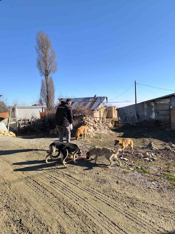 Elazığ Özel İdare ekipleri, sokak hayvanlarını unutmadı
