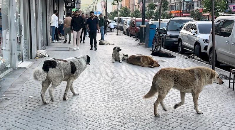 Yüksekovalı vatandaşlar tepkili: 