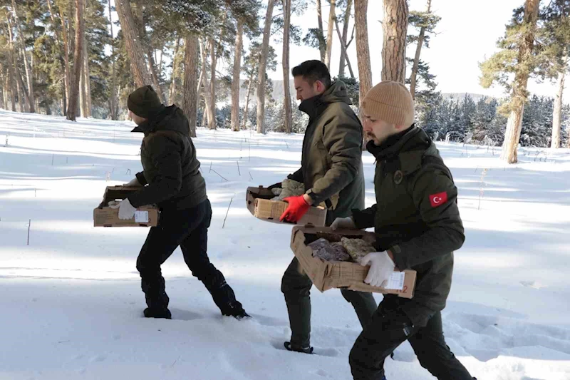 Yabani hayvanlar için doğaya yem bıraktılar
