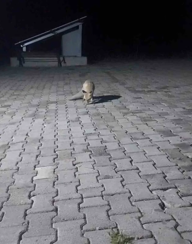 Aç tilki korucu kulübesine geldi, karnını doyurup gitti
