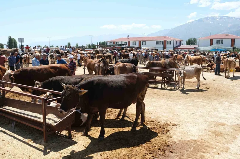 Refahiye’nin 34 köyünde şap karantinası
