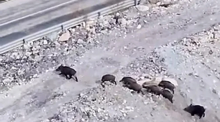 Yüksekova’da domuz sürüsü görüntülendi