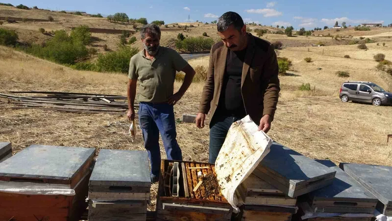 İklim değişikliği arıları etkiledi: Tunceli’de rekolte 900 tona düştü
