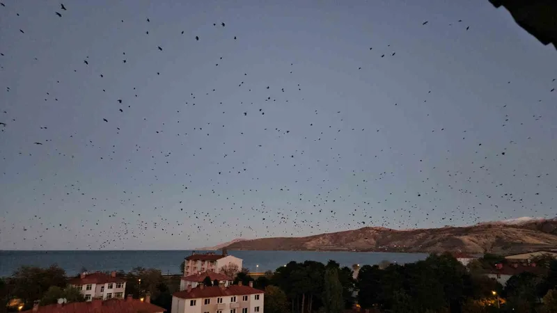 Tatvan’da gökyüzü kargalarla karardı
