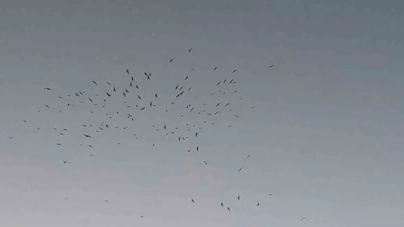 Van Gölü üzerinde kuş sürüsünün görsel şöleni