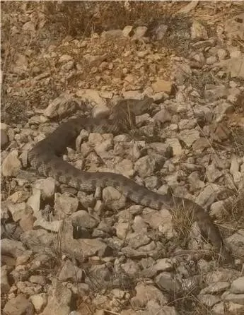 Tek ısırığı bir insanı öldürmeye yeten dev engerek yılanı görüntülendi
