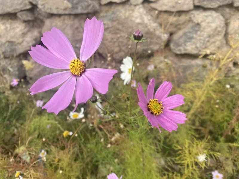 Ağrı’da kasım ayında açan çiçekler şaşırttı

