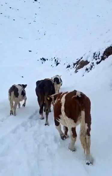 Hizan’da yayladaki hayvanlar kara hazırlıksız yakalandı
