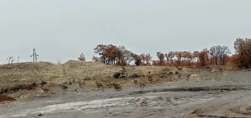 Tunceli’de dağ keçisi sürüsü görüntülendi
