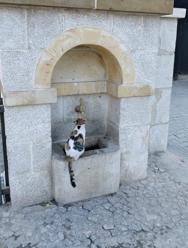 Kemaliye’nin sevimli kedisi ‘Tekir’ çeşme başı müdavimi oldu
