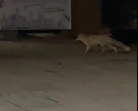 Muş’ta aç kalan tilki şehir merkezine indi
