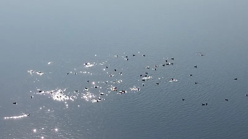 Kars Barajı, göçmen kuşların yeni mekan
