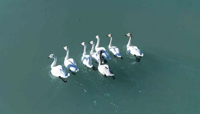 Süphan Dağı manzarasında kuğu dansı
