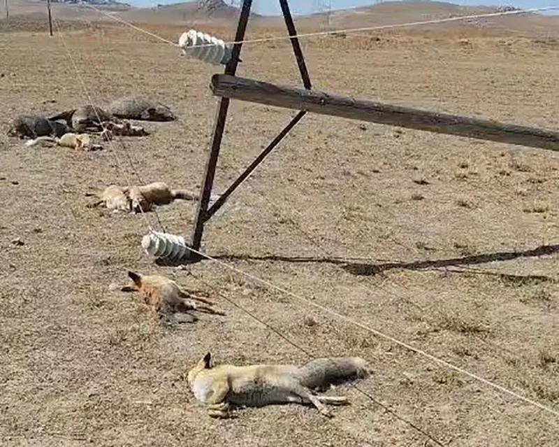 Van’da korkunç manzara: Düşen enerji hattı yaban hayvanlarını öldürdü
