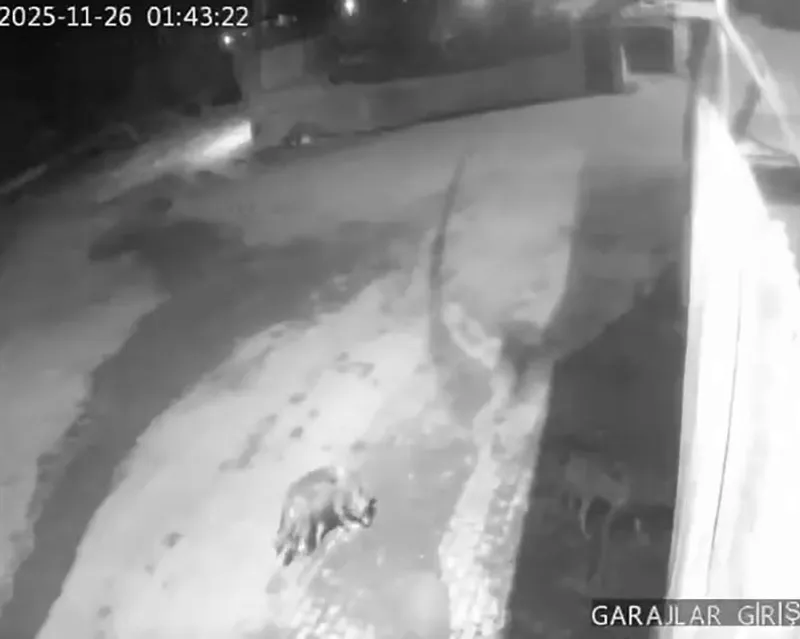 Aşkale’de aç kalan kurtlar köye indi
