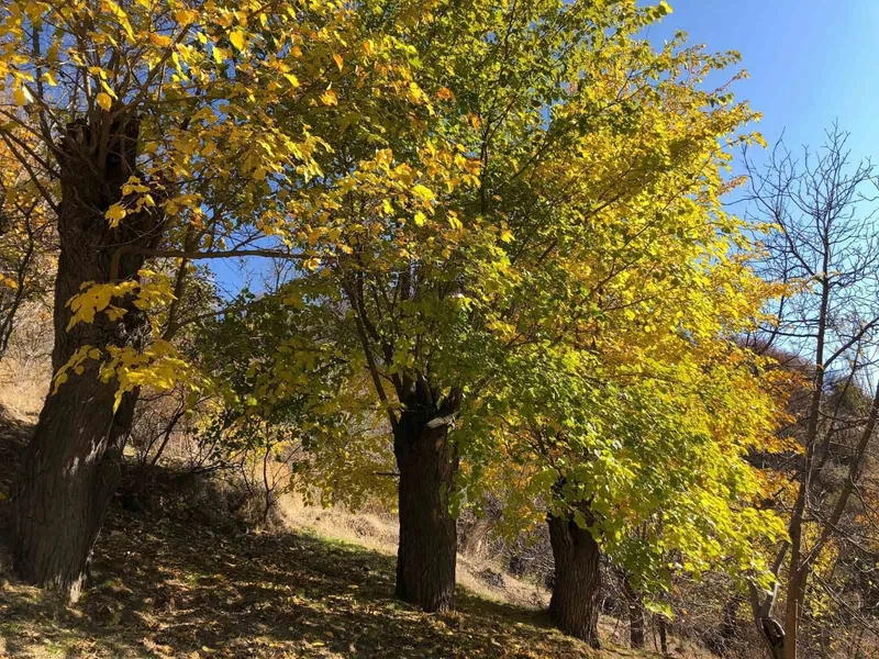 Arapgir’de sonbahar doğal güzelliğiyle görenleri hayran bıraktırıyor
