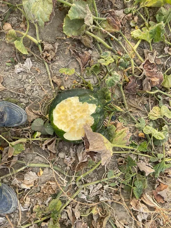Elazığ’da bahçeler domuzlarının istilasına uğradı
