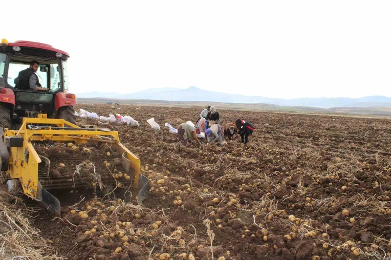 Tercan Ovası’nda kışlık patates bereketi
