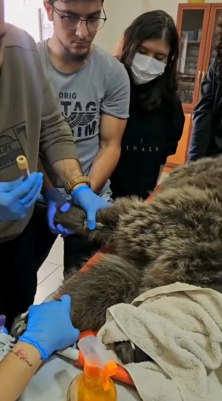 Kars’ta yaralı bozayının tedavisi yapılıyor
