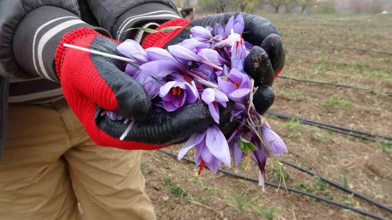 Malatya’da gramı 600 TL olan safran yok satıyor
