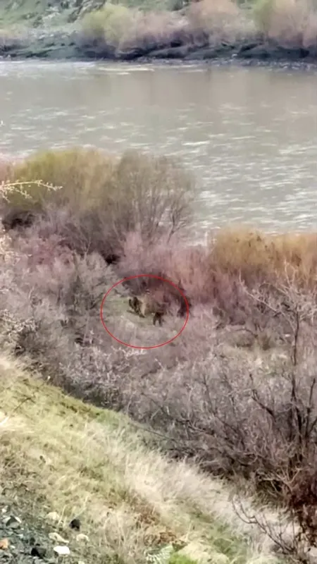 Palu’da balıkçının karşısına ayı ve yavrusu çıktı
