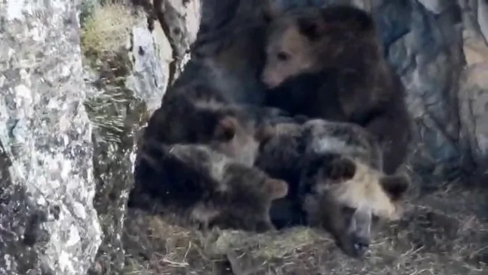 Kış uykusuna yatmaya hazırlanan ayı ailesi böyle görüntülendi
