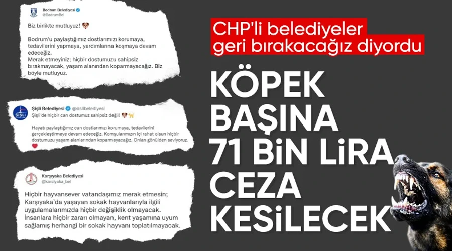 Belediyelere Acil Uyarı: Sahipsiz Köpeklere İlişkin 71 Bin TL Ceza Riski!