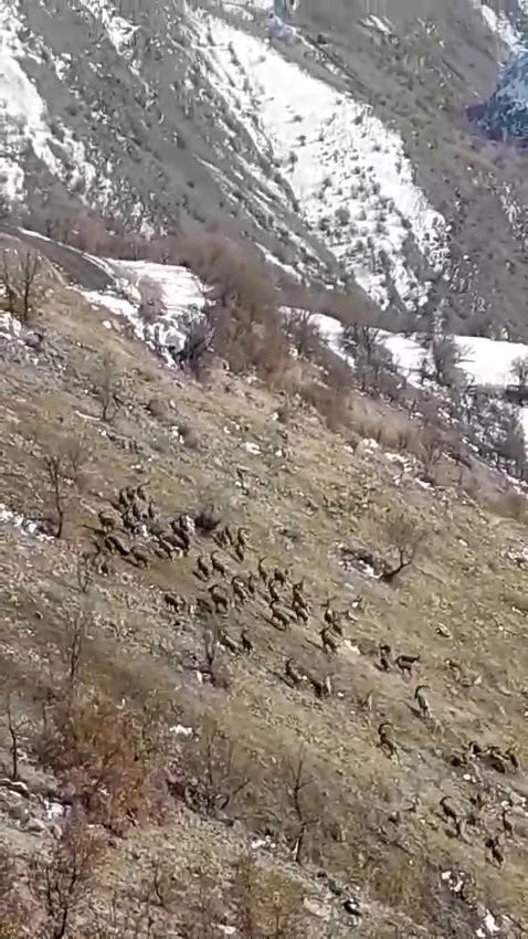 Nesli tükenme tehlikesi bulunuyordu, Elazığ’da sürü halinde görüldü
