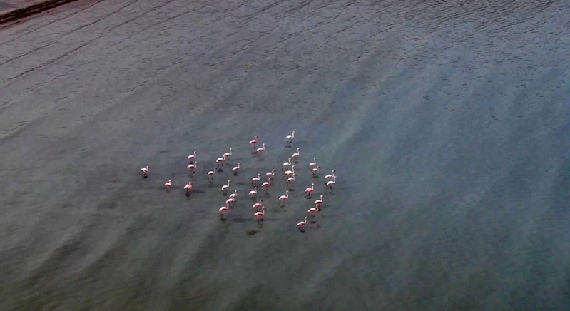 Van Gölü havzasını seven flamingolar kışın da gitmedi