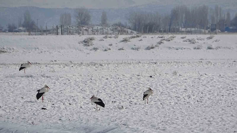 Muş’ta leylekler dondurucu soğuklara rağmen göç etmedi
