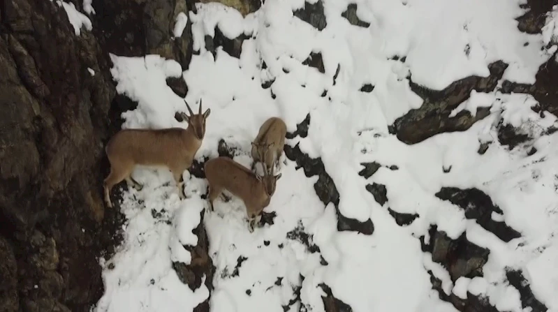 Kar yağışının etkili olduğu Erzincan’da dağ keçileri ve domuz sürüsü drone ile görüntülendi
