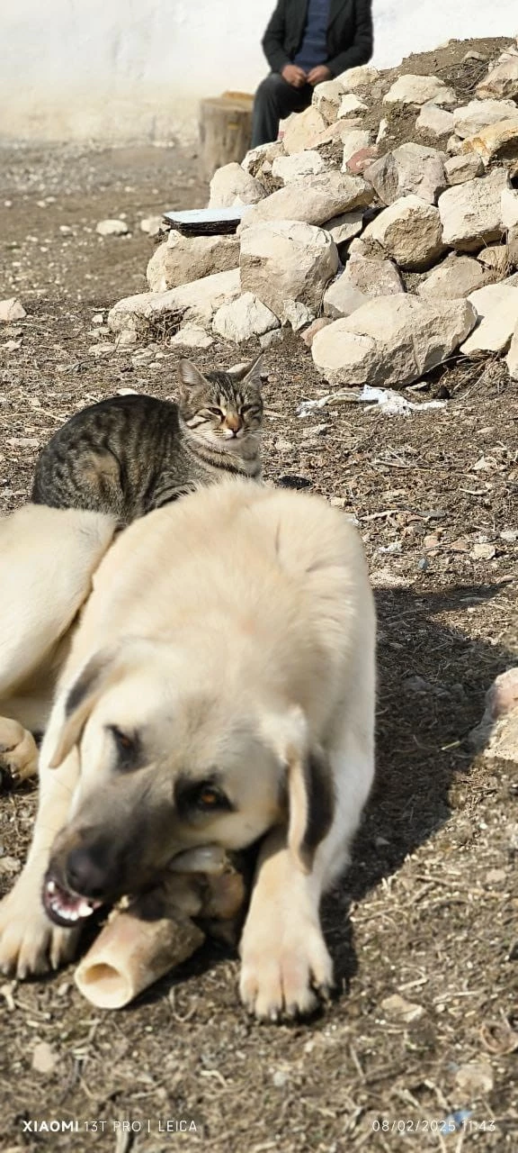 Aynı kaptan yemek yiyip sırtında gezdirdi: Kedi ile köpeğin inanılmaz dostluğu
