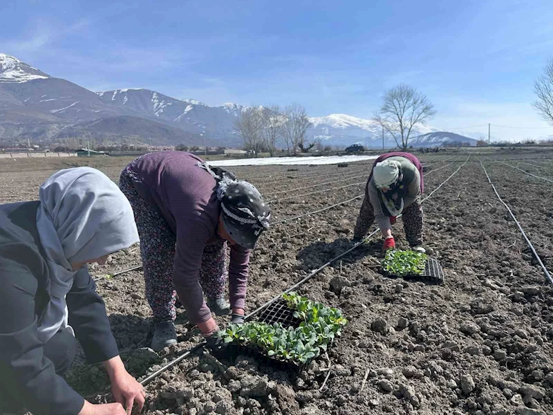 Erzincan’ın yerli ürününde ilk fideler toprakla buluştu
