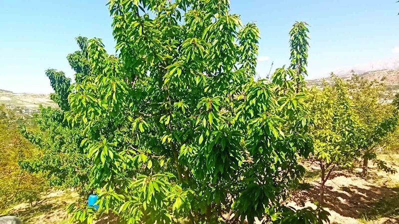 Zirai donun zarara yol açtığı Malatya’da kiraz yaprağı ümit oldu
