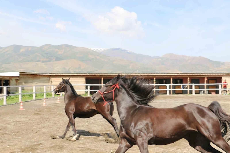 Koçaker, atlı spor kulübünde incelemelerde bulundu
